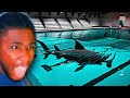 Surviving 10 Laps In A Pool WITH A GIANT SHARK Sharks And Minnows