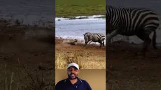 Leopardo Recua pra Zebra😱