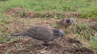 Download lagu PIKAT TEKUKUR KENA PRANK BURUNG HUTAN (Aksi Terahir Veteran Musim Hujan). mp3
