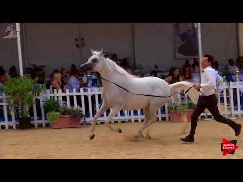 N.81 ASTREA DEL NINFEO - Menton 2018 - 7 Years Old and Older Mares (Class 5)