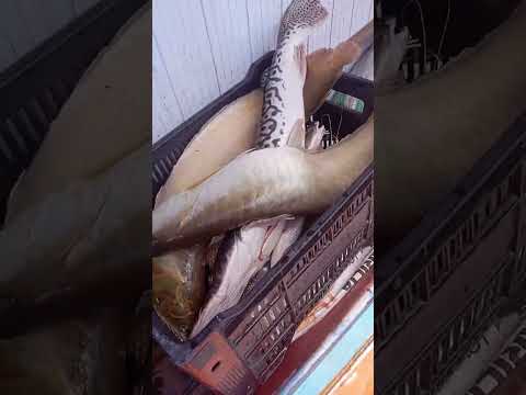 sulamba e Surubim peixe novo Caracaraí Roraima