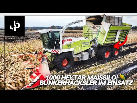 1000HA corn silo! Corn harvest 2024 & bunker chopper! || JP Agrar