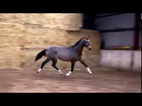 3yrs old stallion by ESCOLAR