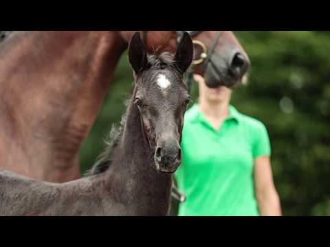 HF v.  Feedback - Jazz Rubin