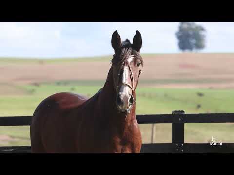 Lote 03 AMBICIOSA DOS CASTANHEIROS