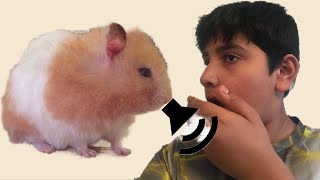 Is your hamster making weird noises/screams/sneezes? Watch to find out 5 reasons and remedies!