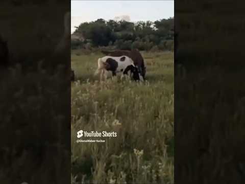 Bella Naturaleza en Capilla del Monte, Córdoba, Argentina.#caballos