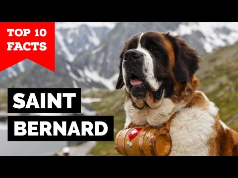 image-How much is a San Bernardo dog?