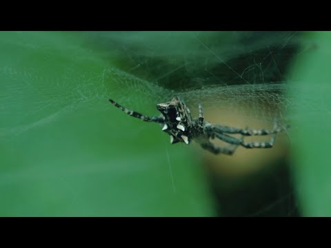 Puritano - Dudemon [prod. Dr. Cream, The Eve]