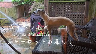 我が家のウィペット、もうすぐ3歳。まだまだパピーなシャイロの日常