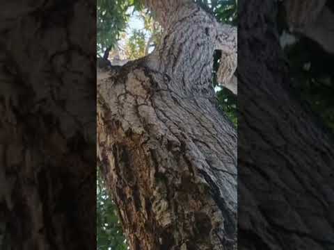 Guasimal - Espinal - Tolima Grabación para Documental ( JAMAICA Y GUASIMAL