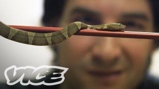 Comment Response: Getting High Injecting Snake Venom