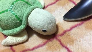 動物パーク 新メンバーの紹介！〔リス〕