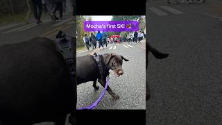 My Dog’s First 5K! Turkey Trot 2025 #turkeytrot #dog5k #runningdog #chocolatelab #チョコラブ 犬とランニング
