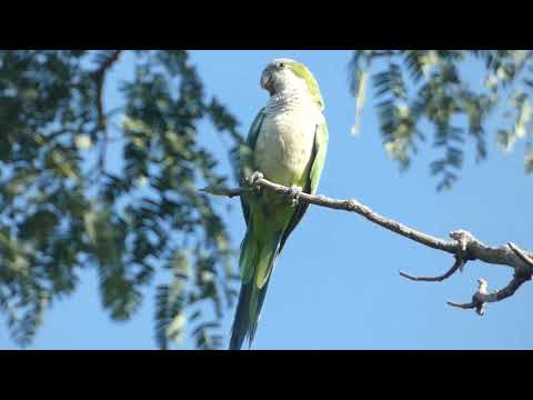 Monk Parakeet, Myiopsitta monachus, Avia Terai, Chaco, Argentina, 9 Febr 2026 (5)