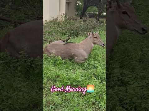 Nature Lover♥️|Pranati Morning Shorts Viralvideo♥️💫 #shorts #nature #naturelovers #animals #video