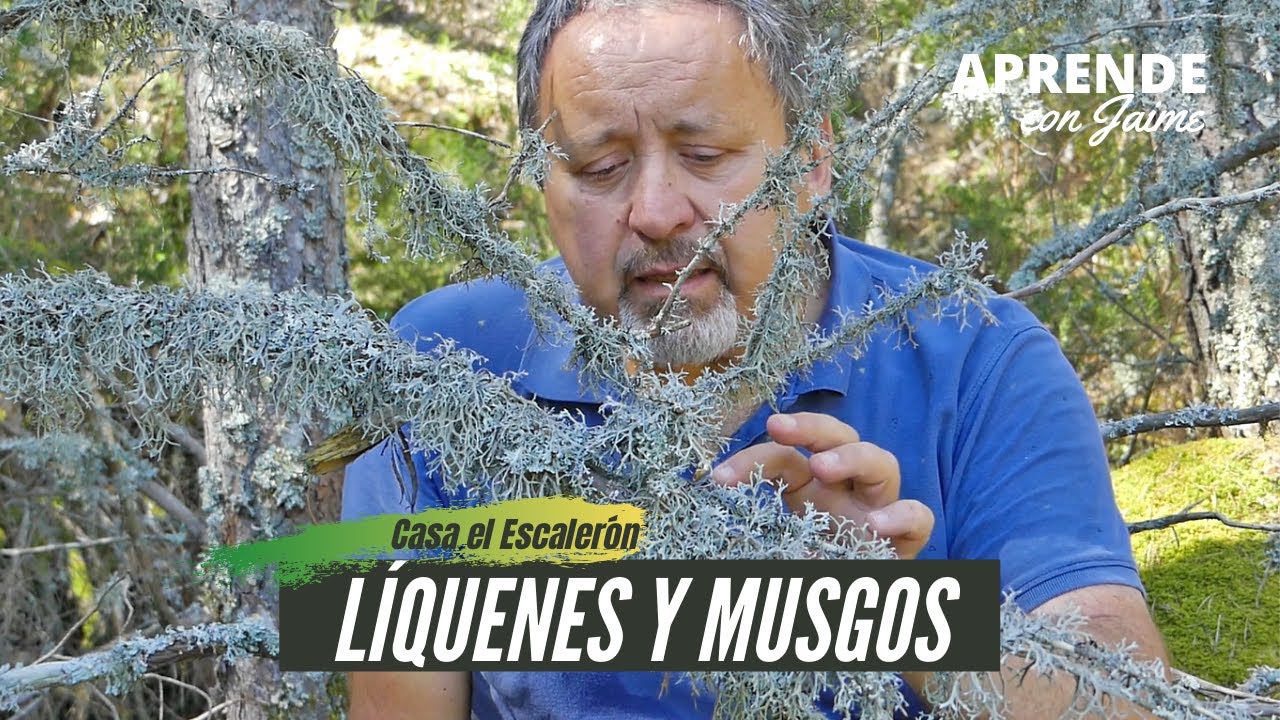 🌱 𝐌𝐮𝐬𝐠𝐨𝐬 𝐲 𝐋í𝐪𝐮𝐞𝐧𝐞𝐬: Todo lo que no sabías | APRENDE con Jaime