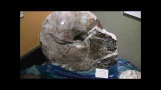 preview picture of video 'Ammonite (Placenticeras meeki), Great Plains Dinosaur Museum, Malta, Montana'