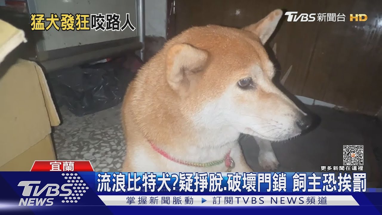 說好不動口!比特犬闖民宅 失控咬傷柴柴