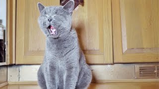 Download lagu British Shorthair Kitten's Sweetest Little Meow mp3