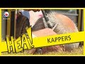 HEA! Kapper Bertus de Vries