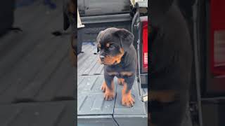 Assim cresce um Rottweiler