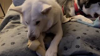 Inuksuk is a happy boy