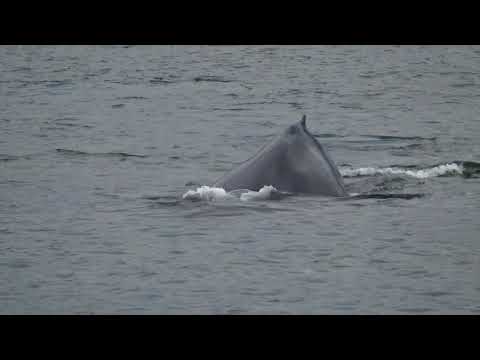 Watch lagu Images Videos Celebrity Solstice Videos 2018, Watch Images Celebrity Solstice Videos 2018 free Watch Images, Watch Images Celebrity Solstice Videos 2018