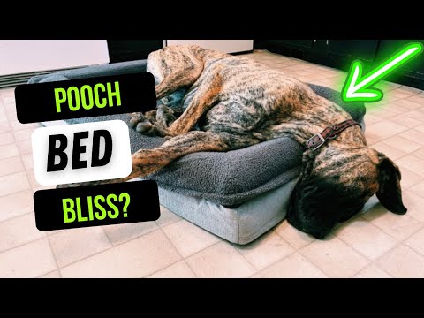 Hygge Hush Dog Beds for Large Dogs Review