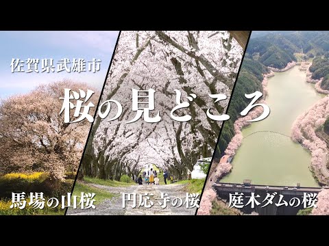 佐賀県武雄市　桜の見どころ【馬場の山桜・円応寺・庭木ダムの桜】