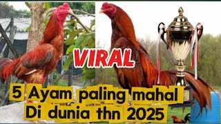 Download lagu 5 Ayam paling mahal di dunia 2025 mp3