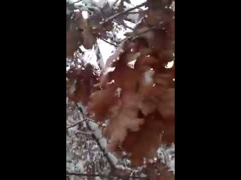 Badnji dan 07.01.2017 Jovan Simic - Pasjane