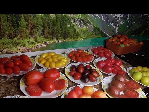 ЛУЧШИЕ СОРТА ТОМАТОВ! Их много... Ольга Чернова.