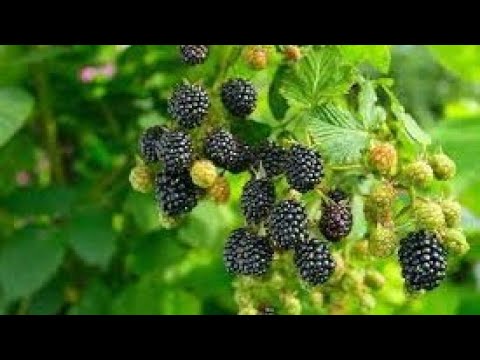 Ovo obavezno uradite u oktobru/novembru da bi kupine donijele ogroman rod