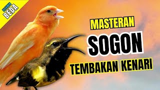Download lagu Masteran Sogon Isian Kenari Jeda Rapet Suara Jernih mp3