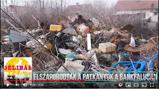 Elszaporodtak a patkányok a Bankfaluban