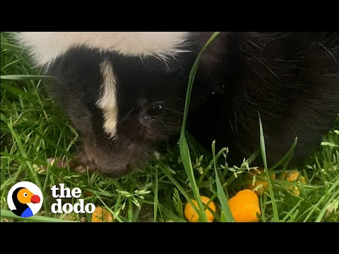 Orphaned Skunk Follows Woman Home | The Dodo