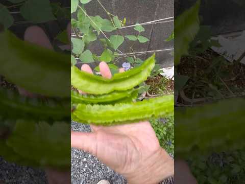 1月には何を植えますか？野菜、果物、ハーブ、花の完全なリストは次のとおりです。  庭園