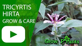 Tricyrtis hirta - grow & care (Japanese toad lily)