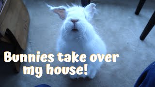 Let your bunnies loose! 🐇 | How to Free Range Rabbits