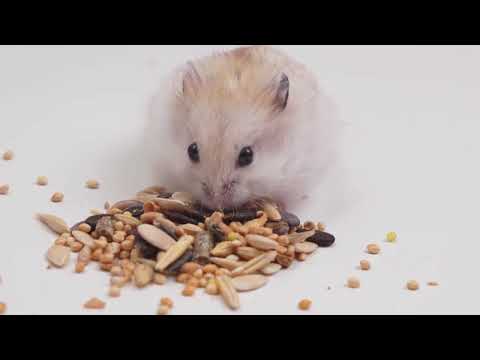 What Food to Give to Hamsters