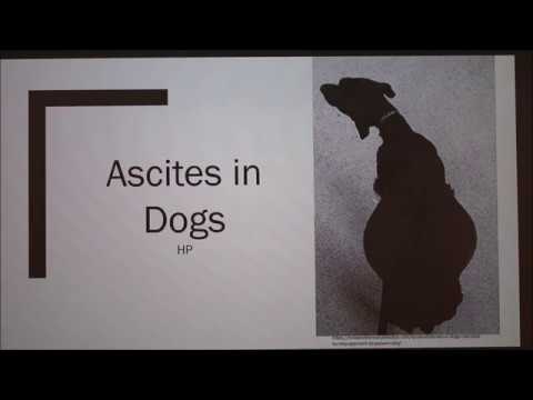 Ascites in Dogs