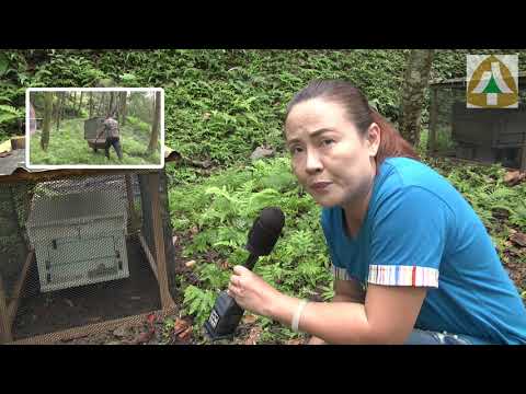 一起來林下養蜂吧!