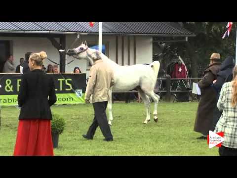 N.162 AL FAKHIR - Ströhen 2015 B-Show - Stallions 10 years old and over (Class N)
