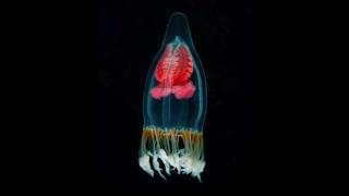 Clara Luciani - Bovary (version live solo)