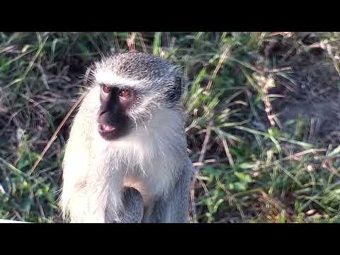 Djuma: Vervet Monkey at cam tree - 06:23 - 10/09/2022