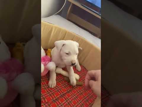 Dog Argentian - Ronna 2 months