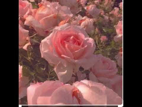Rouge La Vie En rose- Cover