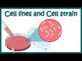 Cell Line And Cell Strain What Is Cell Strain Applications Of Cell Line Animated Biology