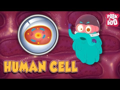 Biology - The Human Cell